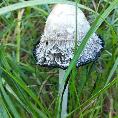 Photo #13335328