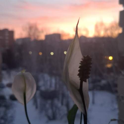 Photo #13335384