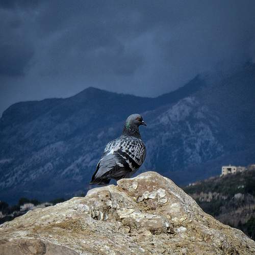 Photo #13336576