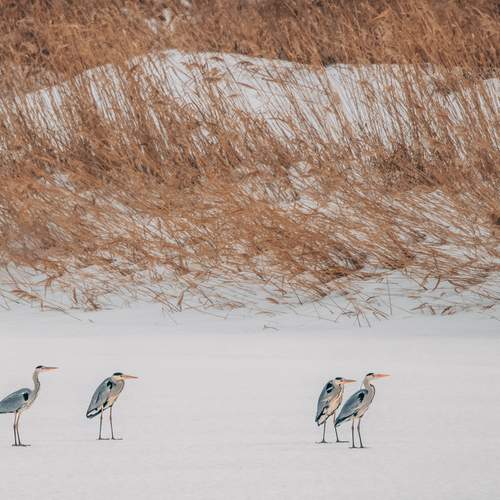 Photo #13336583