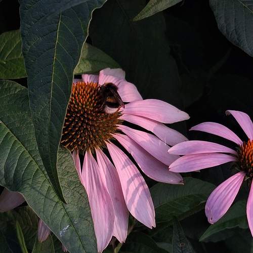 Photo #13336761