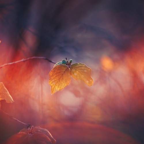 Photo #13336793