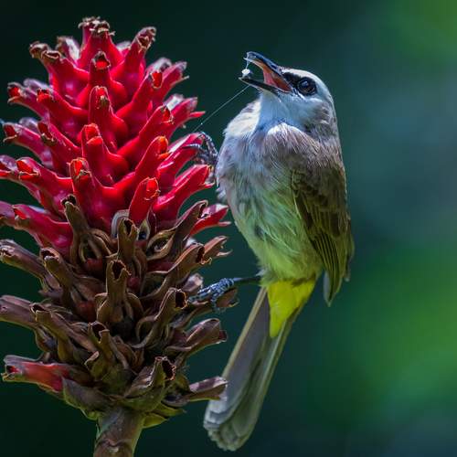 Time to Taste ( Yellow -vented Bulbul )