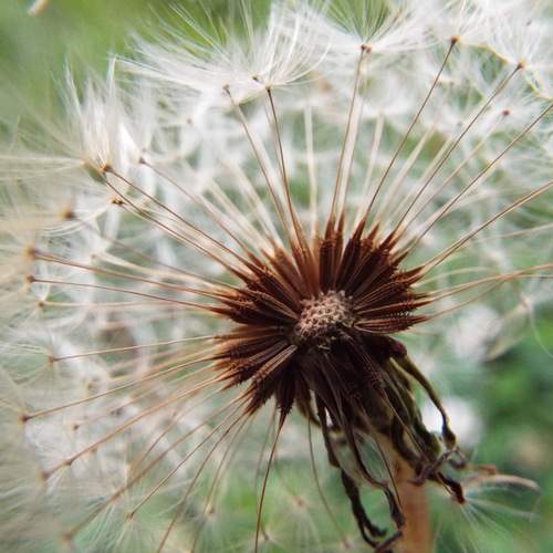 Half Winded Weed