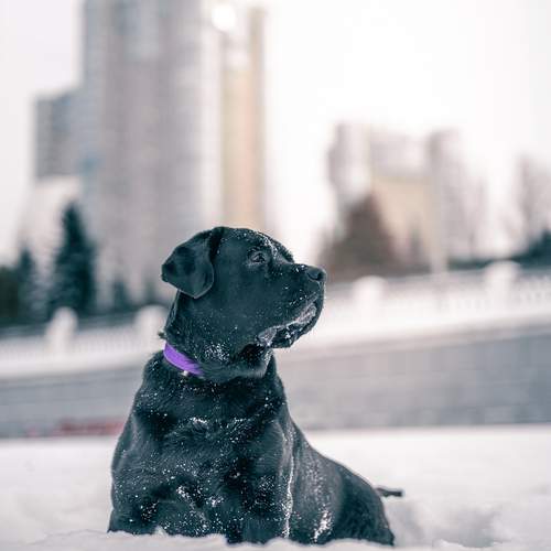 Photo #13337382