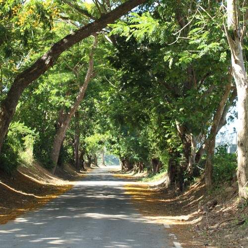 Old road with trees.