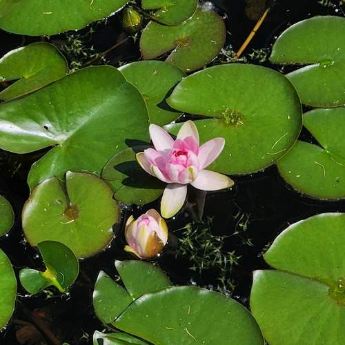Photo #13338135