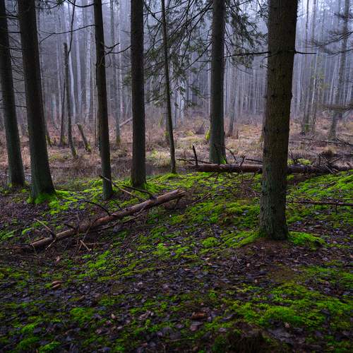 Photo #13338258