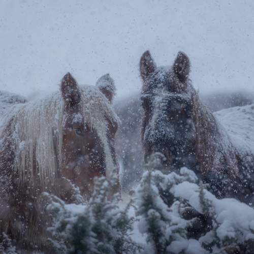 Photo #13338508