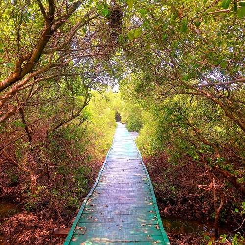 Into The Woods