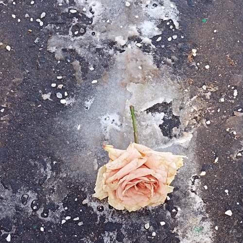 Photo #13338630