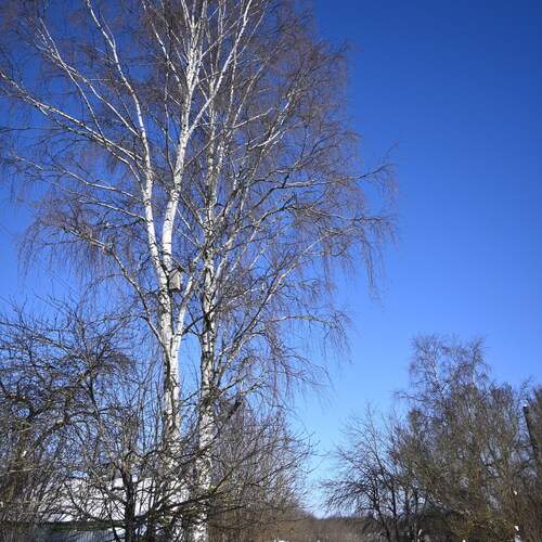 Photo #13338953