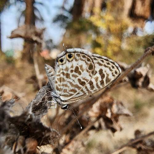 Photo #13339020