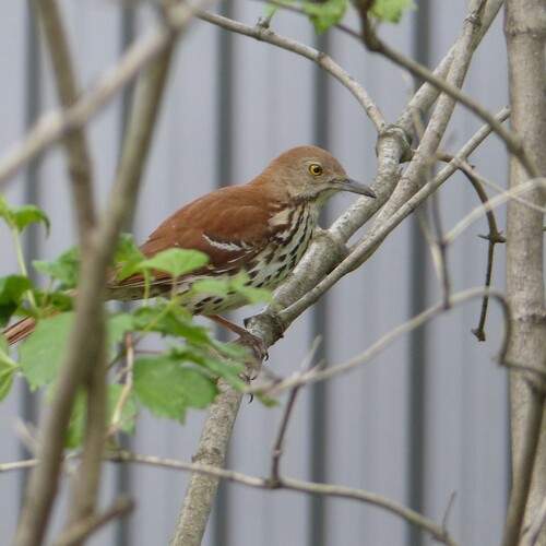 Photo #13339052
