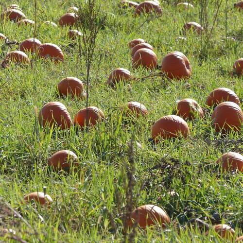 Photo #13339087