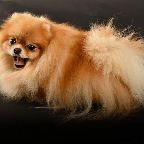 Pomeranian