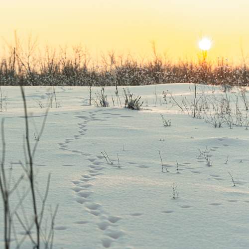 Photo #13339337