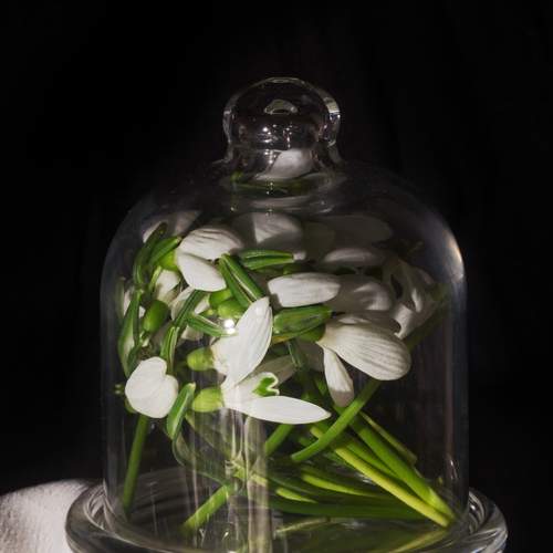 Цветы в стеклянном плену