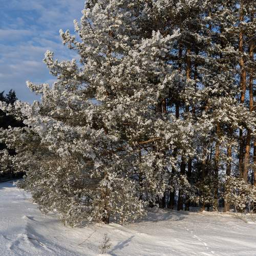 Photo #13339478