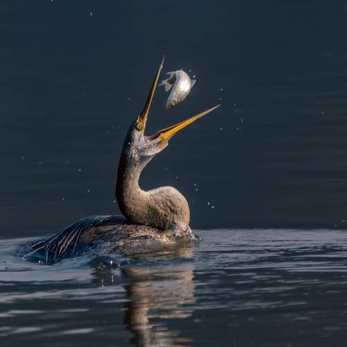 Hungry Head