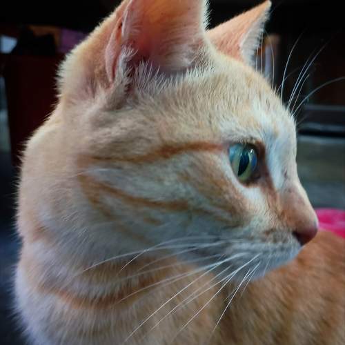 Photo #13339618