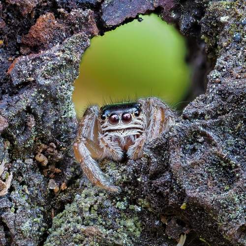 Паук-скакунчик Evarcha arcuata.