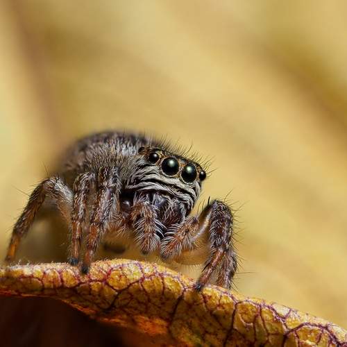 Фотография #13339817