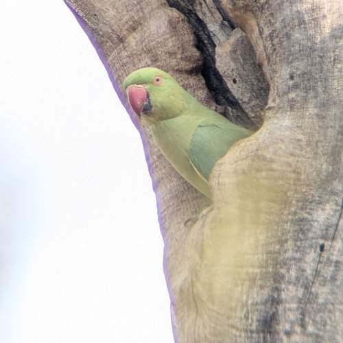 Photo #13340226