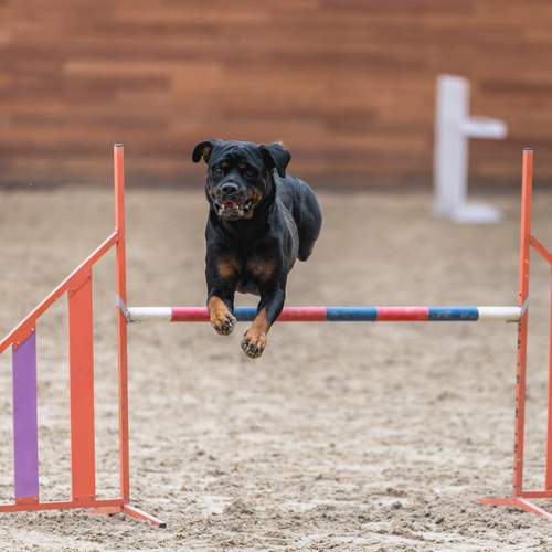 Фотография #13340491