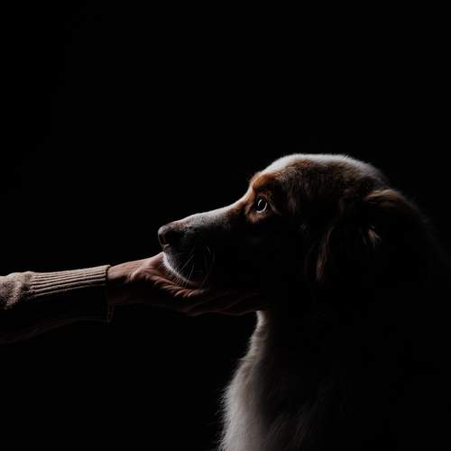 Photo #13340500