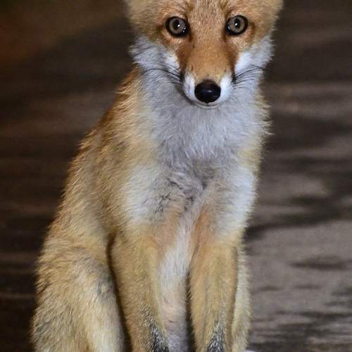 Photo #13340667