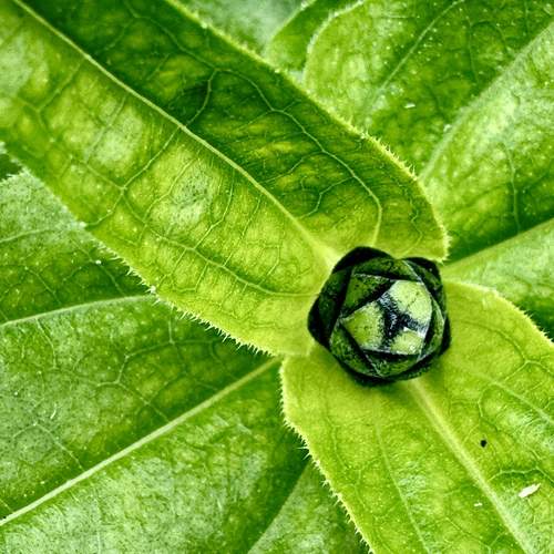 Photo #13340825
