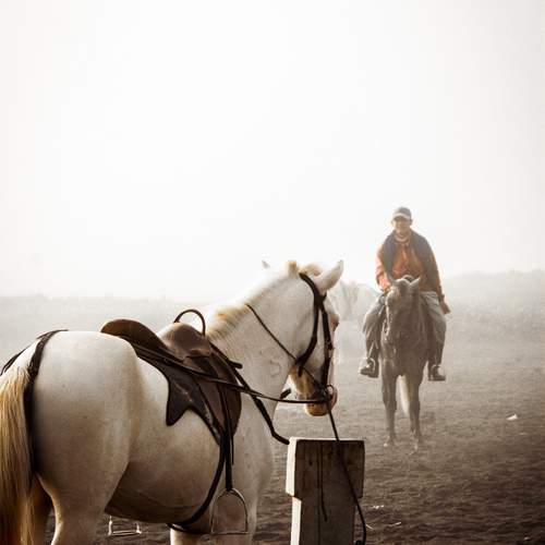Dawn Rider of Bromo