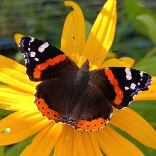 Photo #13341250