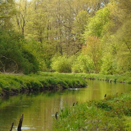 Photo #13341292