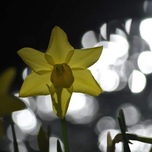 Narcissus