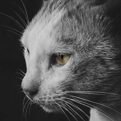 Cat\'s eye