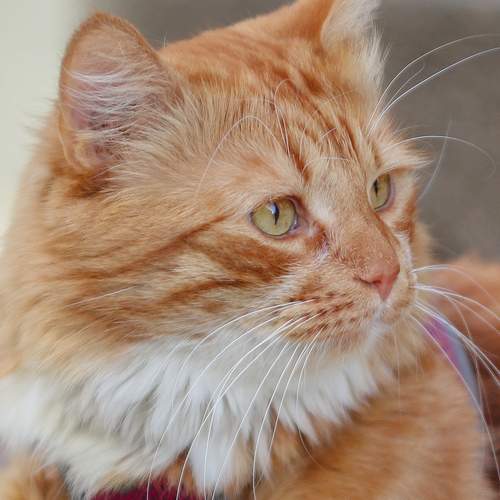 Photo #13342468