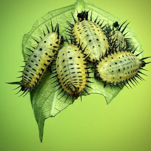 Фотография #13342607