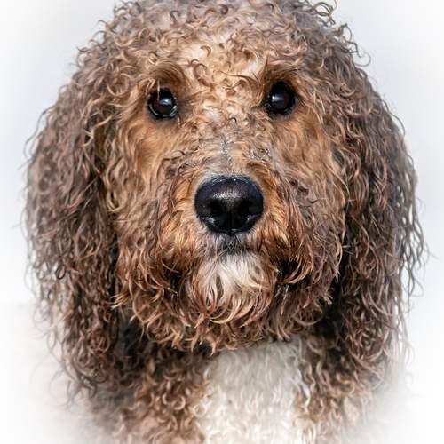 Банный день