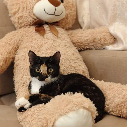 Photo #13342945
