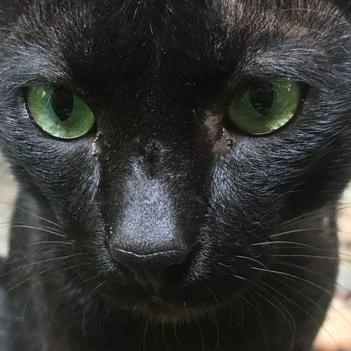 Black cat