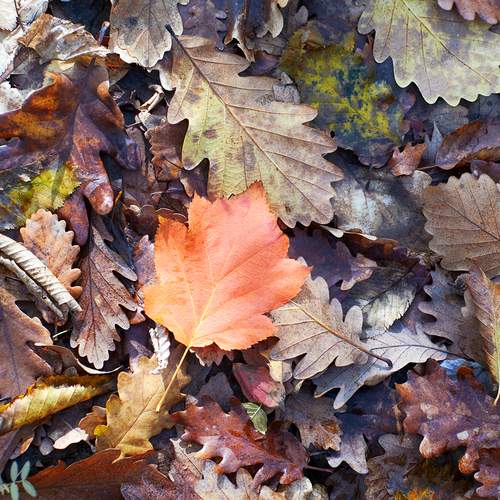 Photo #13343232