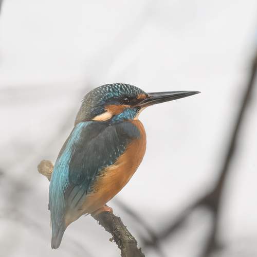Photo #13343373