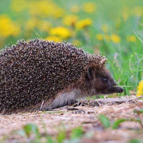 Photo #13343515