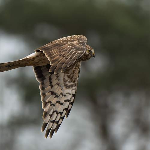 hen harrier (female)