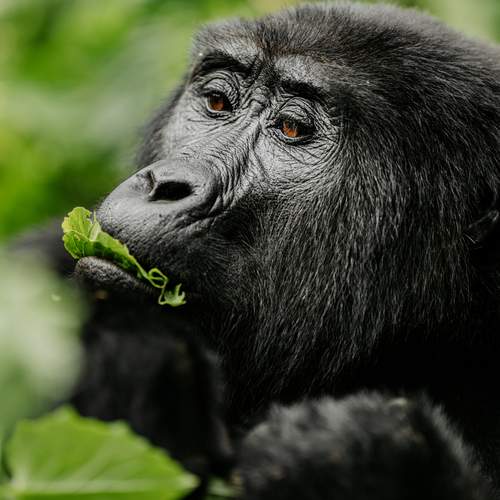 Amber Eyes of Bwindi