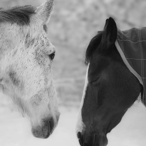 Photo #13344166
