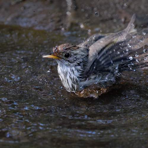 Фотография #13344702