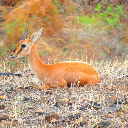 Sub-adult gazelle quietly sits and watches